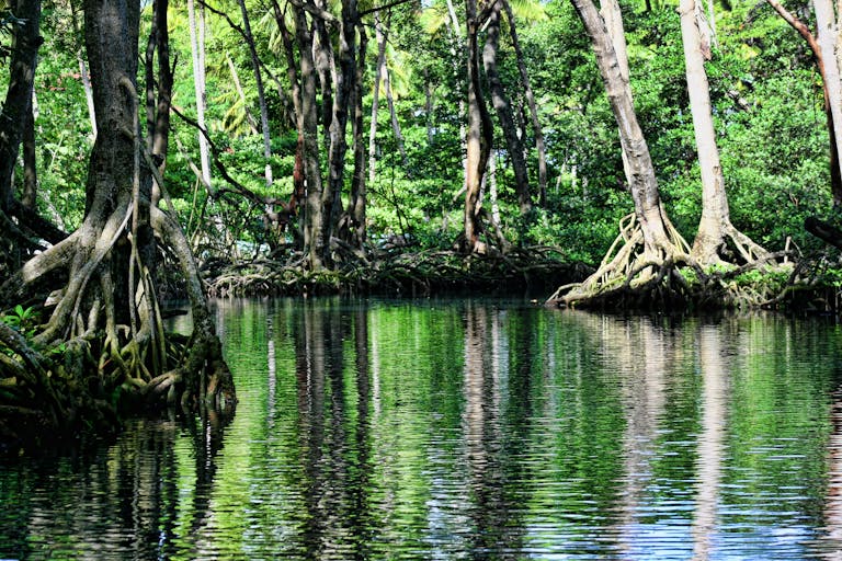 Serene mangrove trees reflected in calm, lush forest waters.