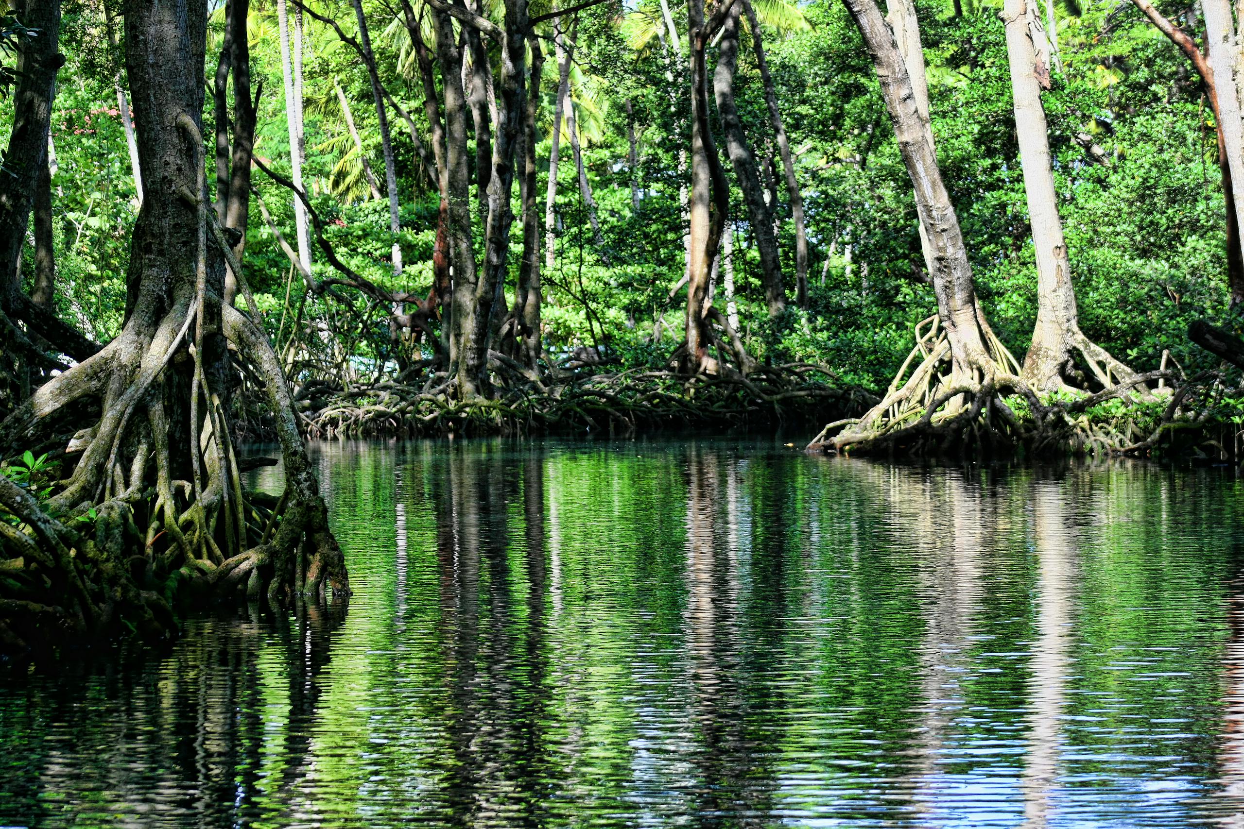 Serene mangrove trees reflected in calm, lush forest waters.